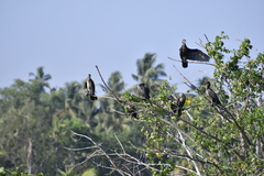 Phalacrocorax fuscicollis