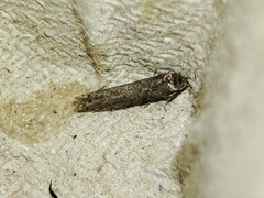 Blastobasis maroccanella