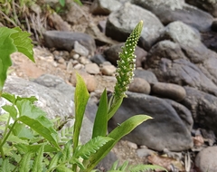 Goodyera procera