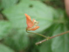 Hylodesmum repandum