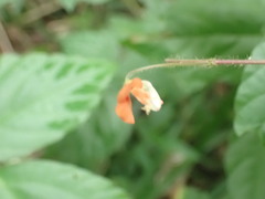 Hylodesmum repandum