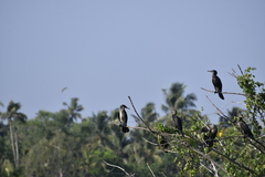 Phalacrocorax fuscicollis