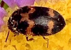Attagenus