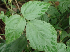 Hylodesmum repandum