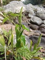 Goodyera procera