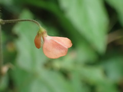 Hylodesmum repandum