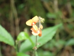 Hylodesmum repandum