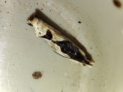 Lobesia arzilae