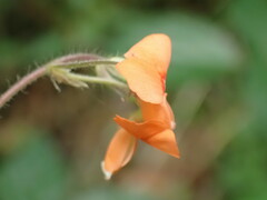 Hylodesmum repandum