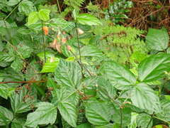 Hylodesmum repandum