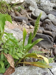 Goodyera procera