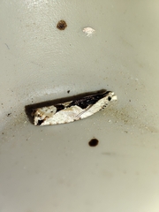 Lobesia arzilae