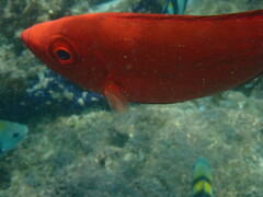 Priacanthus