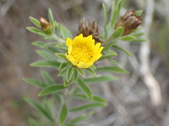 Oedera calycina