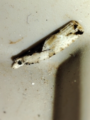 Lobesia arzilae
