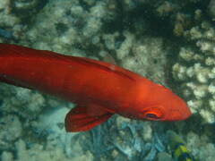 Priacanthus