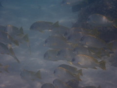 Plectorhinchus gaterinus