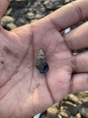 Clypeomorus batillariaeformis