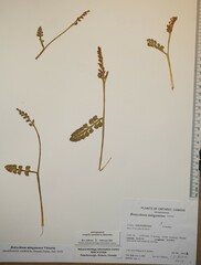 Botrychium minganense