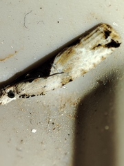 Lobesia arzilae