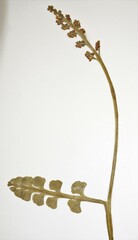 Botrychium minganense