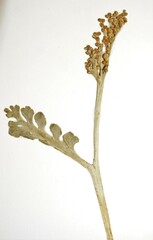 Botrychium minganense