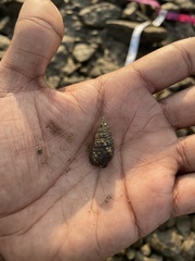 Clypeomorus batillariaeformis