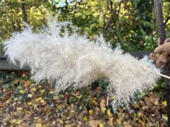 Cortaderia selloana