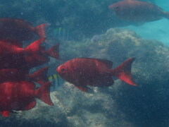 Priacanthus