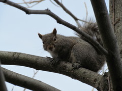 Sciurus carolinensis