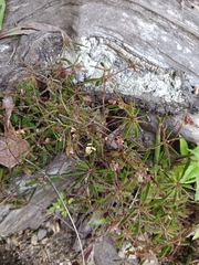 Biophytum sensitivum