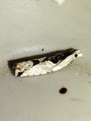 Lobesia arzilae