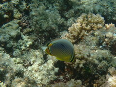 Chaetodon trifasciatus