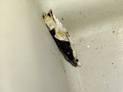 Lobesia arzilae