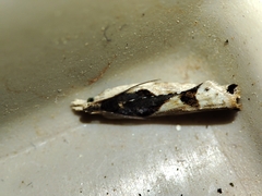 Lobesia arzilae