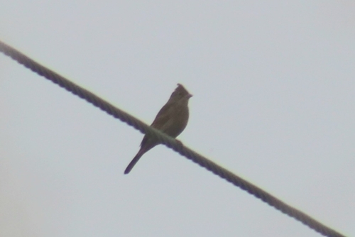 Crested Bunting (Emberiza lathami), photo 10