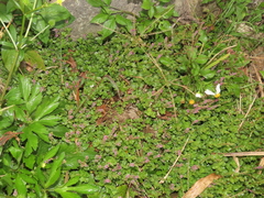 Rotala rotundifolia