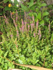 Rotala rotundifolia