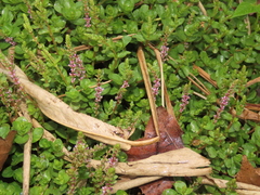 Rotala rotundifolia