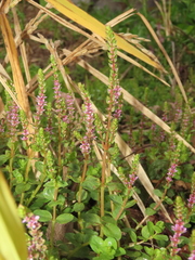 Rotala rotundifolia