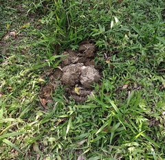 Elephas maximus indicus