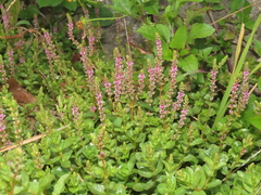 Rotala rotundifolia