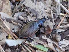 Carabus morbillosus