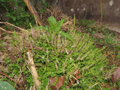 Rotala rotundifolia