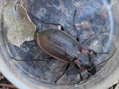 Carabus morbillosus