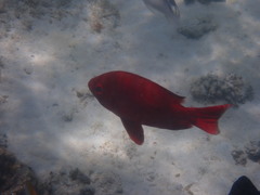 Priacanthus