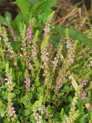 Rotala rotundifolia