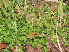 Rotala rotundifolia