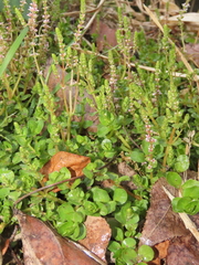 Rotala rotundifolia