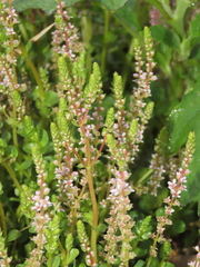 Rotala rotundifolia